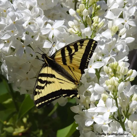 A Western tiger swallowtail, missing part of its tails, nectars March 30 on a lilac bush at a Vacaville park. (Photo by Kathy Keatley Garvey)