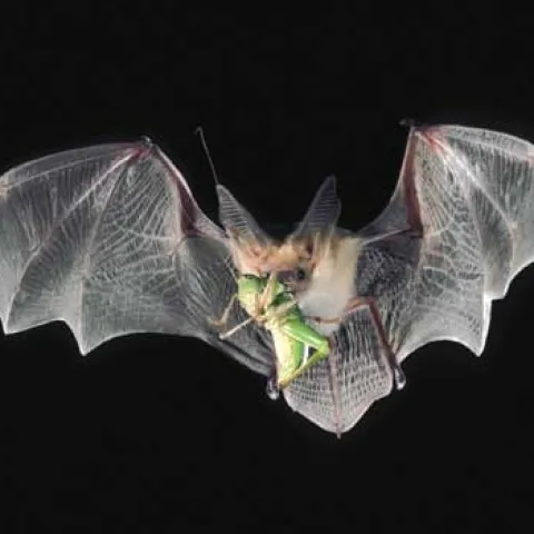 Adult cream colored pallid bat in flight with wings spread and a green grasshopper in its jaws.