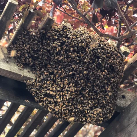 Around 6 p.m., April 1, the bee swarm at the Starner home looked like this. (Photo by the Craig and Shelly Hunt family)
