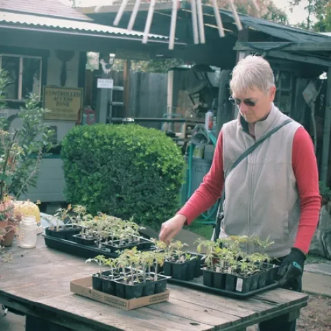 A Master Gardener tends her tomato plants on a bench in her backyard.