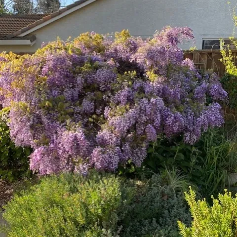 Wisteria by Mike Gunther