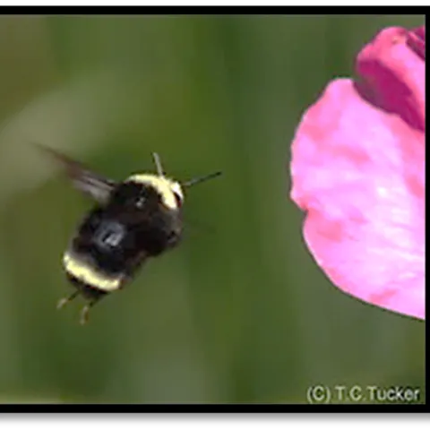 Bumble Bee - Tom Tucker