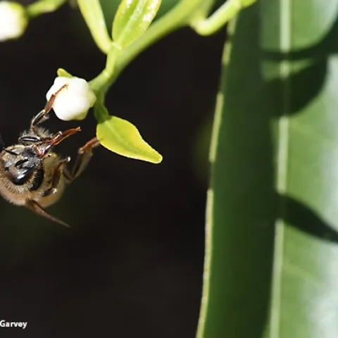A honey bee takes a break and cleans her proboscis (tongue) after foraging on a citrus blossom. (Photo by Kathy Keatley Garvey)