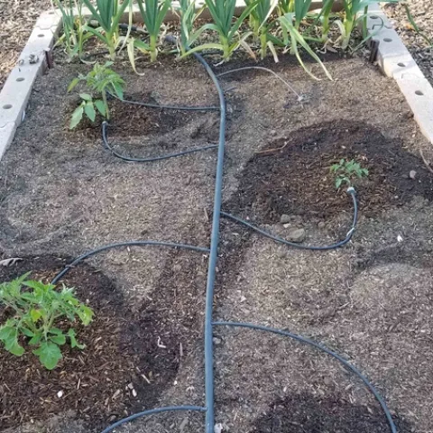 Adjustable bubblers in raised bed, J. Alosi