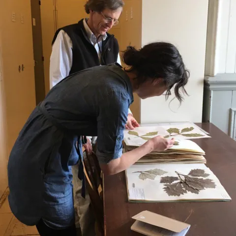 Urban landscape entomologist Emily Meinke working with Dave Barrington, director of the Pringle Herbarium at the University of Vermont. (Photo by Aimée Classen)