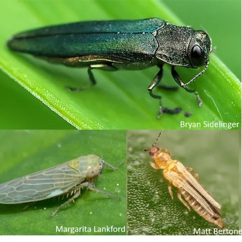 An illustration from Priya Rajarapu's seminar: Top image, Emerald ash borer; lower left, a black-faced leafhopper; and at right, thrips.