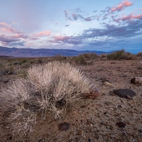 A light colored bush with a sky with some clouds taken at sunset.