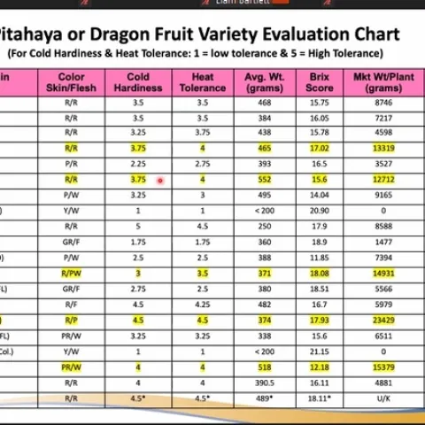 dragon-fruit-recommendations chart