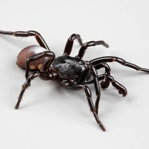 A male Ummidia rongodwini (named for the husband of researcher Rebecca Godwin). It's found in the southeast, and this one is likely from the Carolinas. (Photo by Jason Bond)