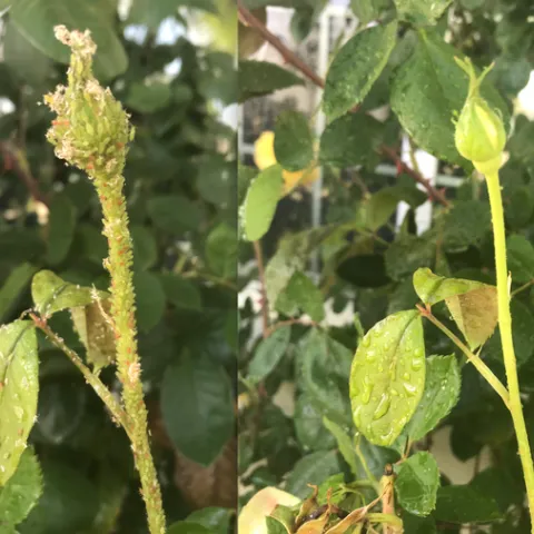 Before and after hosing aphids off with water. [Credit: K. Windbiel-Rojas]