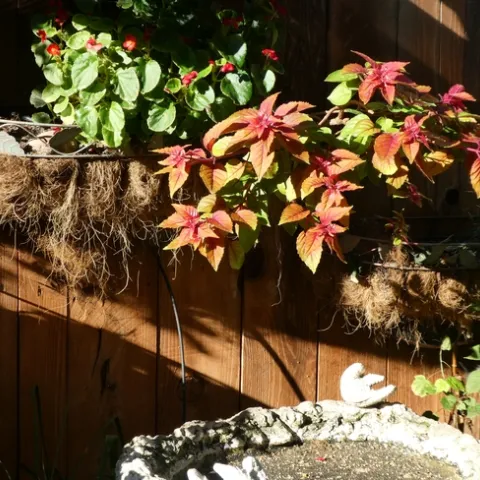 Coconut fiber lined wire planter. photos by Launa Herrmann