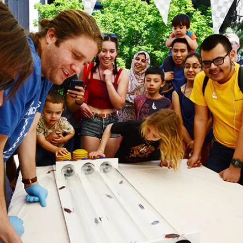 This was a scene at the cockroach races at
Briggs Hall during a recent UC Davis Picnic Day. This year it will be viral. (Photo by Kathy Keatley Garvey)
