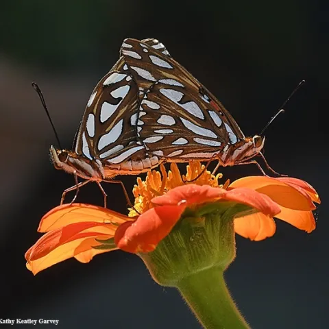 A pair of Gulf Fritillaries, Agraulis vanillae. (Photo by Kathy Keatley Garvey)