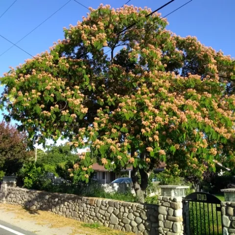 Trees like this mimosa tree require life-long care to survive. Photo by Annemiek Schilder