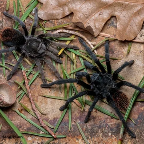 Chris Hamilton of the University of Idaho will present a UC Davis seminar on tarantula diversity on April 21. This is an undescribed species collected on the mountain ranges, the Sky Islands, in southeastern Arizona. (Photo by Brent E. Hendrixson)