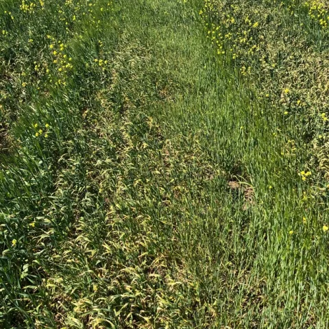 Drought Stressed Barley