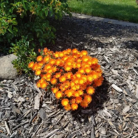 Ice plants pop in the landscape