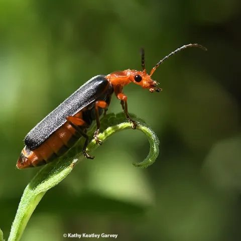 A soldier beetle (family Cantharida) looks out over a milkweed in search of more aphids. (Photo by Kathy Keatley Garvey)