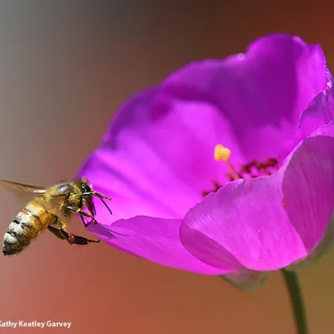 A honey bee touches down on a rock purslane, Calandrinia grandiflora. This plant yield red pollen. (Photo by Kathy Keatley Garvey)