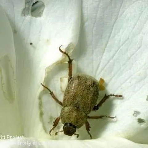 Small brown adult hoplia beetle and chewed up rose petals. (Jack Kelly Clark)