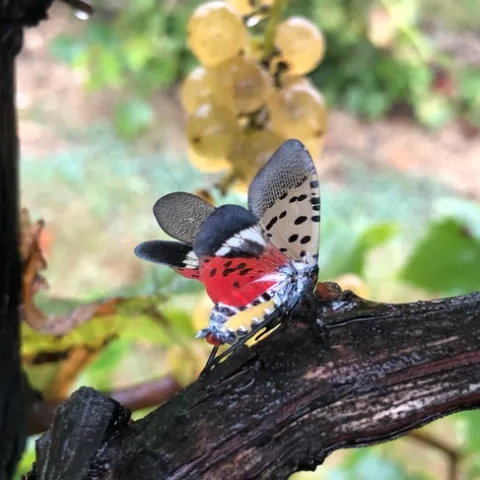 Spotted lanternfly