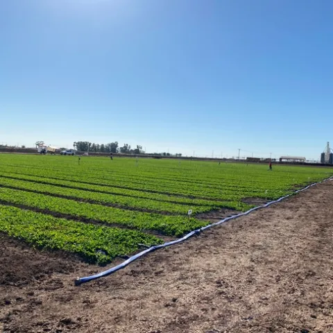 image of organic spinach field where trials took place at UC Desert REC