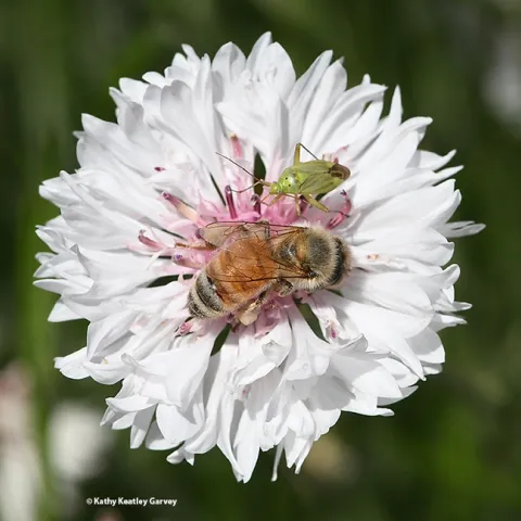 A honey bee and a lygus bug sharing a batchelor button in the UC Davis Ecological Garden. (Photo by Kathy Keatley Garvey)