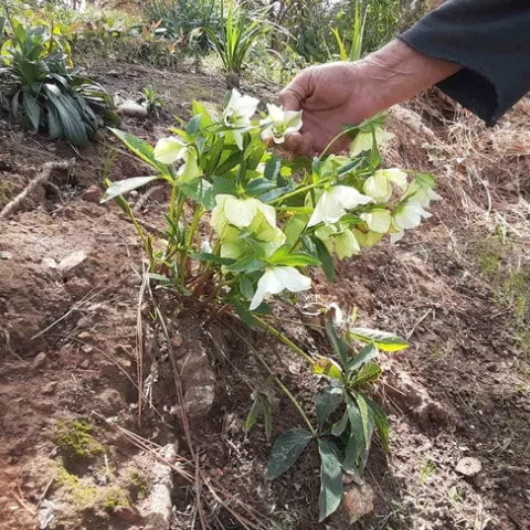 Out of clay and ashes, the hellebore thrives, Laura Lukes