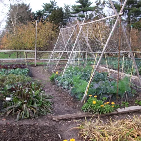 Vegetable garden with leafy greens and flowers by Larry Bacon.