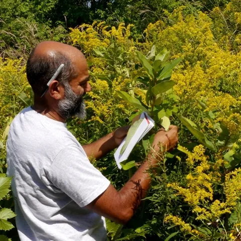 Cornell University Professor Anurag Agrawal collecting data in Ithaca. He is a newly elected member of the National Academy of Sciences. (Courtesy Photo)