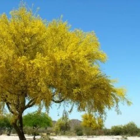 Palo Verde Tree in Spring