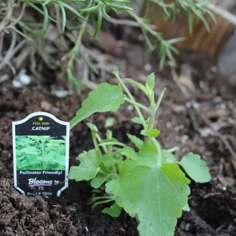 photos by Brenda Altman