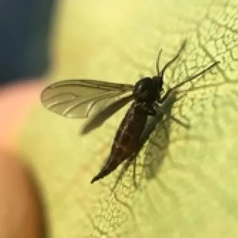 Close up image of a black adult fungus gnat on a leaf.