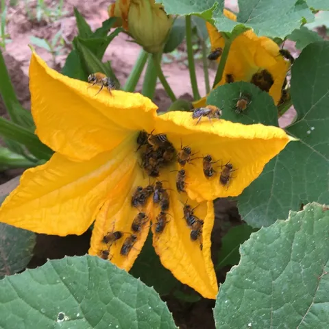 Squash bees are among the insects that Margarita López-Uribe of Pennsylvania State University studies.