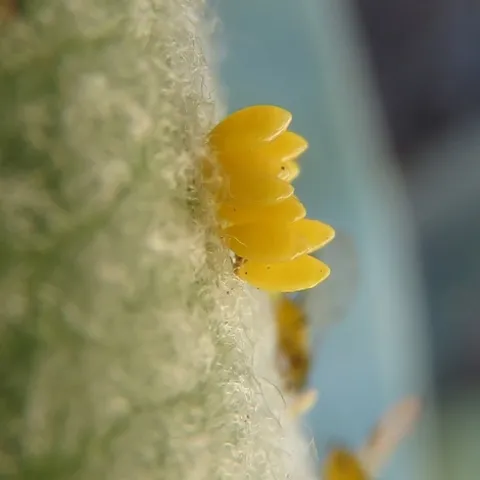 Ladybug eggs, Jeanette Alosi