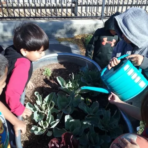 A group of kids water their school garden.