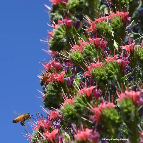 Honey bees can't get enough of the tower of jewels, Echium wildpretii. The plant yields both nectar and pollen. The pollen is blue. (Photo by Kathy Keatley Garvey)