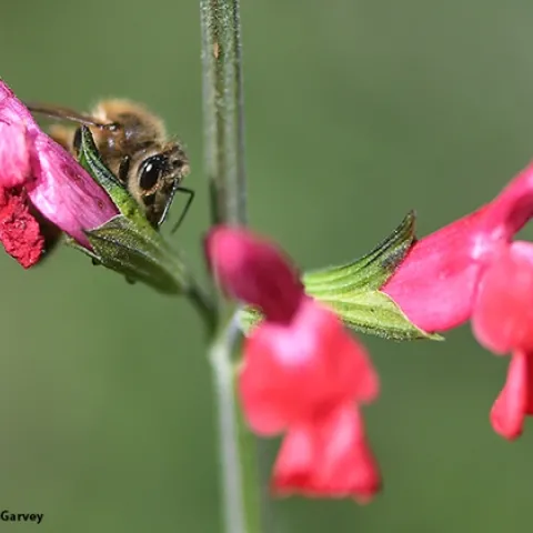 A honey bee foraging on Salvia "Hot Lips." (Photo by Kathy Keatley Garvey)