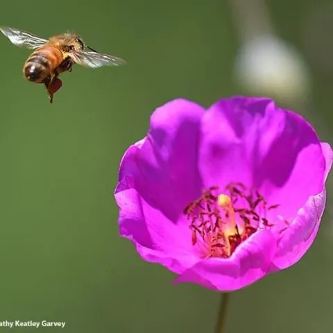 A honey bee exits a rock purslane, Calandrinia grandiflora. Today is World Bee Day. (Photo by Kathy Keatley Garvey)