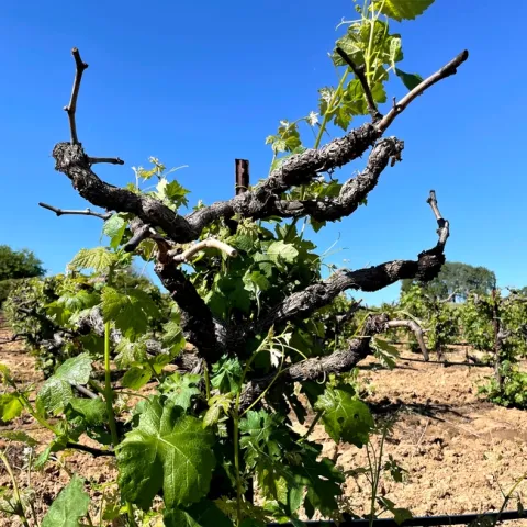 A head trained vine without buds pushing.
