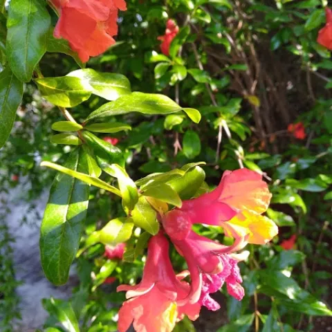 Pomegranate flowers