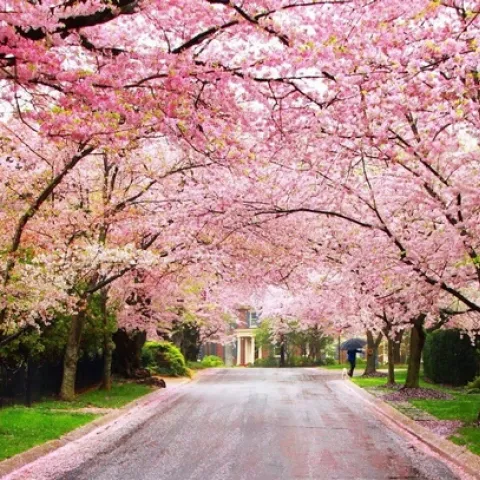 Flowering trees. (mckinleyarborists.com)