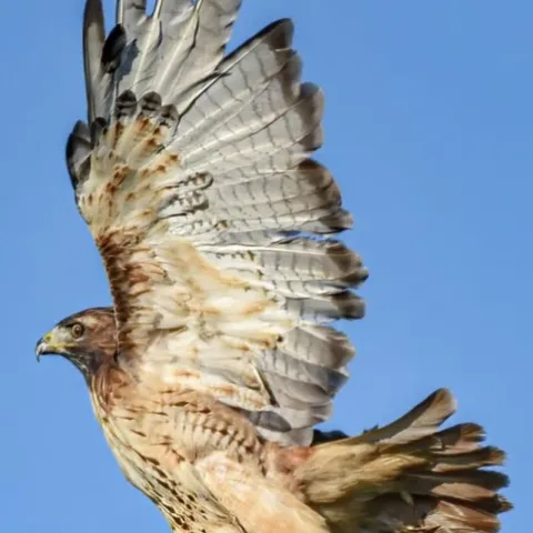 Red Tail Hawk 2