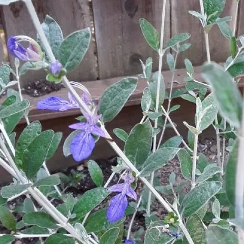 photos by Betty Victor