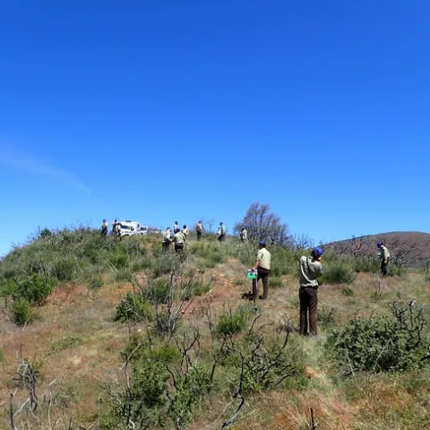 A group of people on a steep slope in the chaparral that burned two years ago.