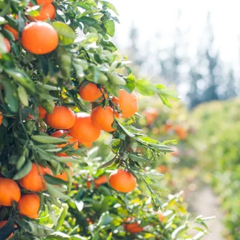 citrus trees