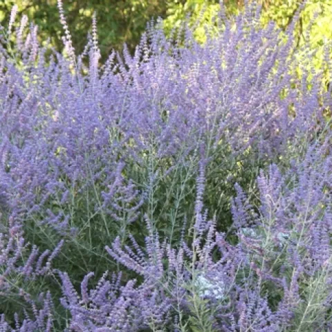 Russian sage plant in bloom