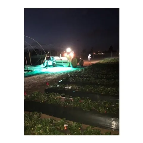 Night application of the UV light.