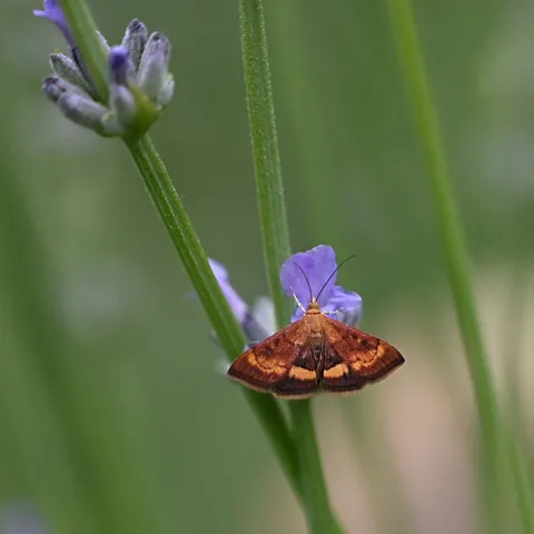 A mint moth, Pyrausta californicalis, nectaring on lavender in Vacaville, Calif. (Photo by Kathy Keatley Garvey)