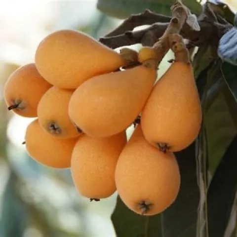 loquat